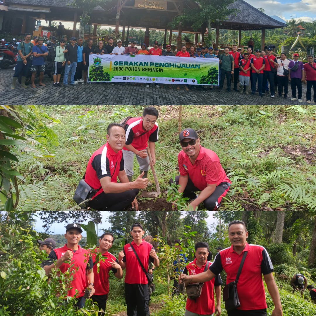 Perumda THB Dukung Aksi Hijau, Tanam 2.000 Pohon Beringin di Hutan Desa Sambangan